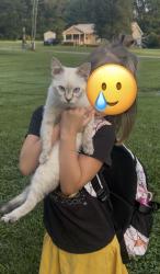 Lost Female Cat last seen Airport road gallatin, Gallatin, TN 37066