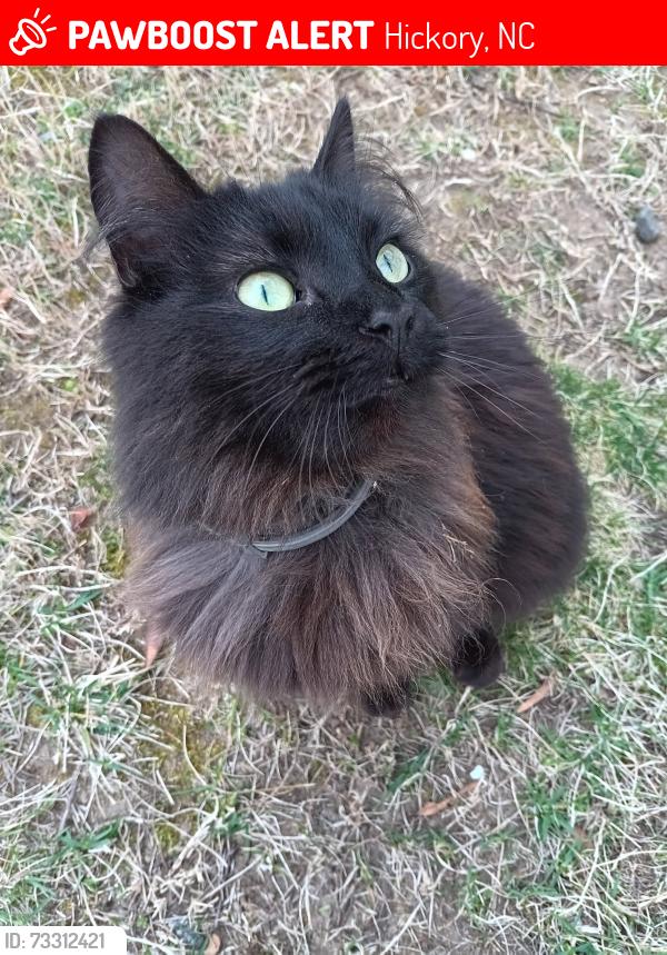 Lost Female Cat last seen 17th St NW Hickory NC 28601, Hickory, NC 28601