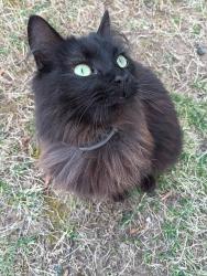 Lost Female Cat last seen 17th St NW Hickory NC 28601, Hickory, NC 28601