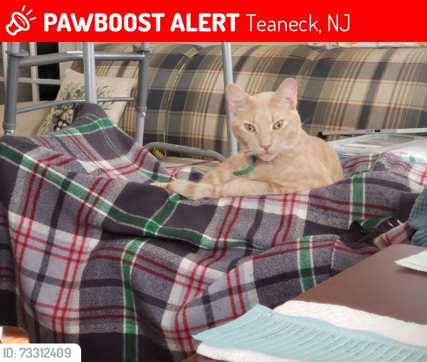 Lost Male Cat last seen Walnut and Park, Teaneck, NJ 07666