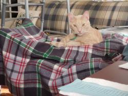 Lost Male Cat last seen Walnut and Park, Teaneck, NJ 07666