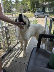 Reunited Unknown Dog last seen E King Pl and N Newhaven Ave, Tulsa, OK 74115