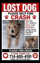 Reunited Male Dog last seen Spring St & Rancho Santiago Blvd, Orange County, CA 92869