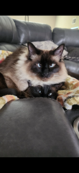 Lost Female Cat last seen Ponderosa, Camarillo, CA 93010