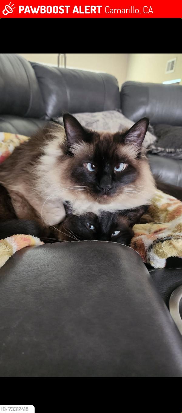 Lost Female Cat last seen Ponderosa, Camarillo, CA 93010