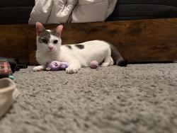 Lost Male Cat last seen Oakbridge apmts, Pearland, TX 77581