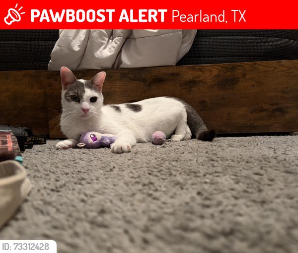 Lost Male Cat last seen Oakbridge apmts, Pearland, TX 77581