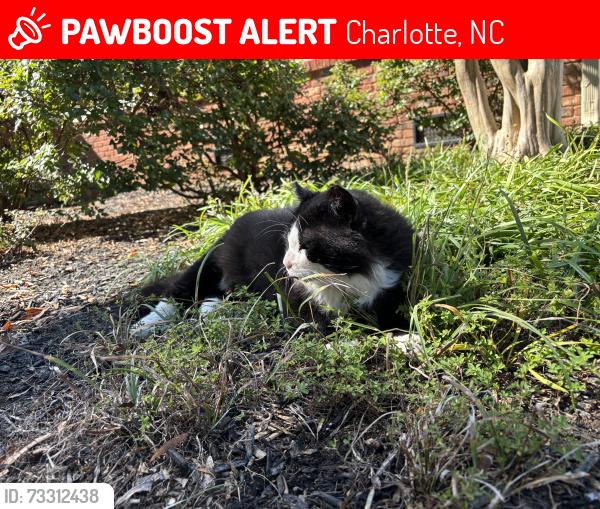 Lost Male Cat last seen Park road and 51, Charlotte, NC 28134
