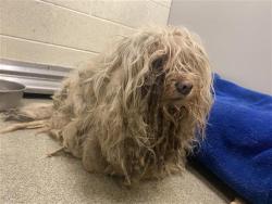 Shelter Stray Male Dog last seen Near BLOCK S CENTERBROOK DR, 4522 W 3500 S, West Valley City, UT 84120, USA