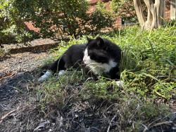 Lost Male Cat last seen Park road and 51, Charlotte, NC 28134
