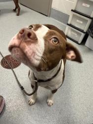 Shelter Stray Female Dog last seen Near, 2600 S Harding St, Indianapolis, IN 46221, USA