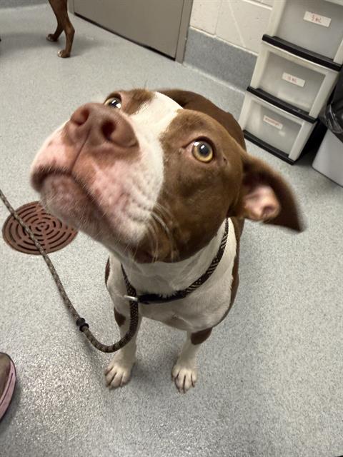 Shelter Stray Female Dog last seen Near, 2600 S Harding St, Indianapolis, IN 46221, USA