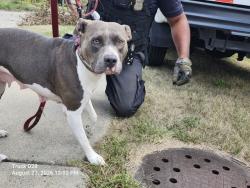 Shelter Stray Female Dog last seen Near BLOCK JOSEPH CAMPAU ST, DETROIT, MI 48212, 7401 Chrysler Dr, Detroit, MI 48211, USA