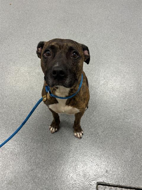 Shelter Stray Male Dog last seen Near, 2600 S Harding St, Indianapolis, IN 46221, USA
