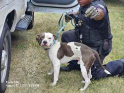 Shelter Stray Male Dog last seen Near BLOCK JOSEPH CAMPAU ST, DETROIT, MI 48212, 7401 Chrysler Dr, Detroit, MI 48211, USA