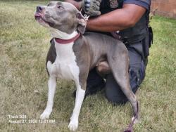 Shelter Stray Female Dog last seen Near BLOCK JOSEPH CAMPAU ST, DETROIT, MI 48212, 7401 Chrysler Dr, Detroit, MI 48211, USA