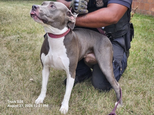 Shelter Stray Female Dog last seen Near BLOCK JOSEPH CAMPAU ST, DETROIT, MI 48212, 7401 Chrysler Dr, Detroit, MI 48211, USA