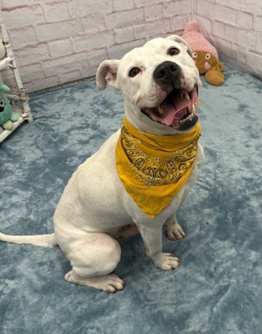 Shelter Stray Male Dog last seen Near BLOCK HARNED ST, DETROIT MI 48234, 7401 Chrysler Dr, Detroit, MI 48211, USA