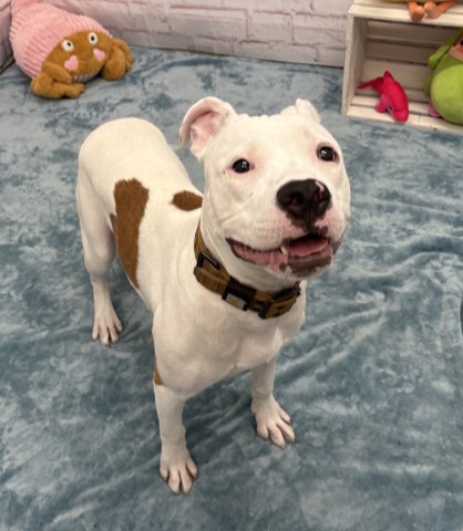 Shelter Stray Male Dog last seen Near BLOCK OLDTOWN ST, DETROIT, MI 48224, 7401 Chrysler Dr, Detroit, MI 48211, USA