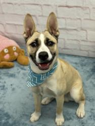 Shelter Stray Male Dog last seen Near BLOCK WEBB ST, DETROIT MI 48202, 7401 Chrysler Dr, Detroit, MI 48211, USA