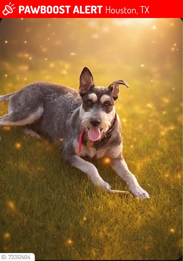 Lost Male Dog last seen Seeker st and sterlingsher st, Houston, TX 77028