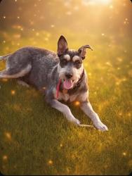 Lost Male Dog last seen Seeker st and sterlingsher st, Houston, TX 77028