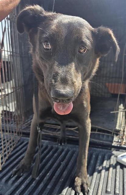 Shelter Stray Female Dog last seen , 4710 TX-151, San Antonio, TX 78227, USA