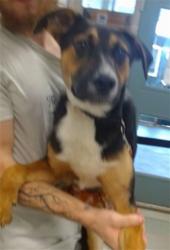 Shelter Stray Male Dog last seen Near BLOCK S PORTLAND, 2811 SE 29th St, Oklahoma City, OK 73129, USA