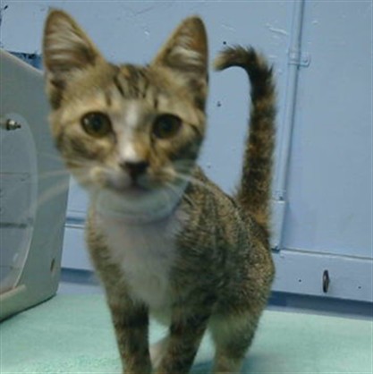 Shelter Stray Female Cat last seen , 216 W Victoria St, Gardena, CA 90248, USA