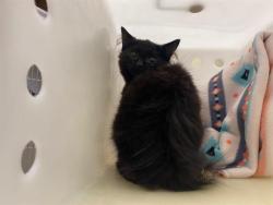 Shelter Stray Female Cat last seen , 3839 W Burnham St, West Milwaukee, WI 53215, USA