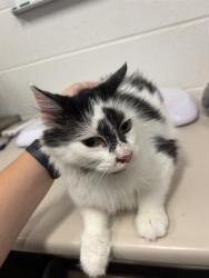 Shelter Stray Female Cat last seen ST PETERS, 4850 Mid Rivers Mall Dr, St Peters, MO 63376, USA
