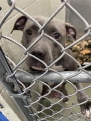 Shelter Stray Female Dog last seen CONFINED ON FARADAY, 2600 NE Perry Ave, Peoria, IL 61603, USA