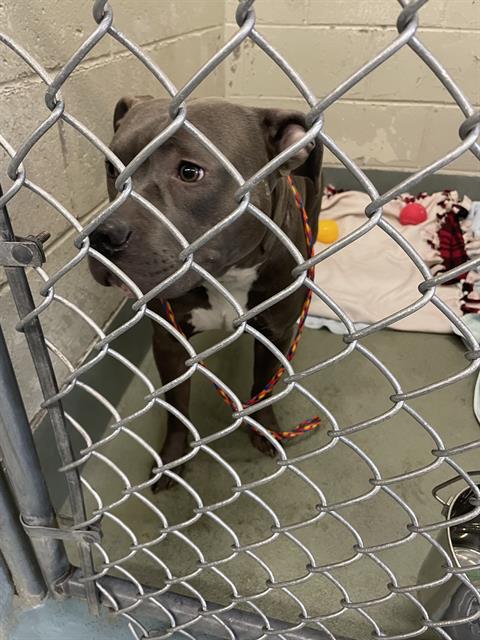 Shelter Stray Male Dog last seen CONFINED ON FARADAY, 2600 NE Perry Ave, Peoria, IL 61603, USA