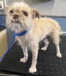 Shelter Stray Female Dog last seen , 600 Aviation Dr, Camarillo, CA 93010, USA