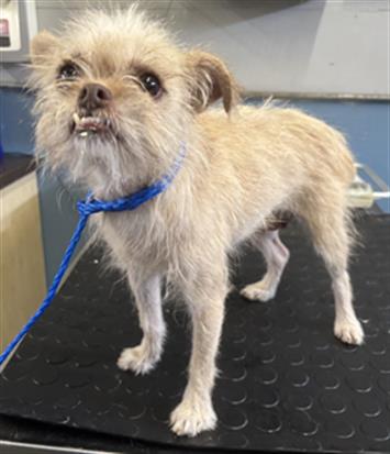 Shelter Stray Female Dog last seen , 600 Aviation Dr, Camarillo, CA 93010, USA