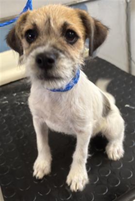 Shelter Stray Male Dog last seen , 600 Aviation Dr, Camarillo, CA 93010, USA