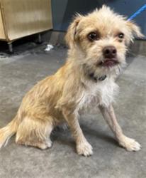 Shelter Stray Male Dog last seen , 600 Aviation Dr, Camarillo, CA 93010, USA