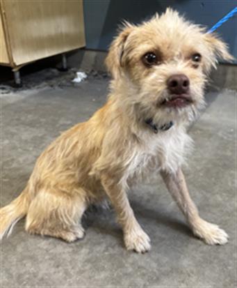 Shelter Stray Male Dog last seen , 600 Aviation Dr, Camarillo, CA 93010, USA