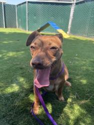 Shelter Stray Female Dog last seen GARDNER, 333 Chandler Pl, San Bernardino, CA 92408, USA