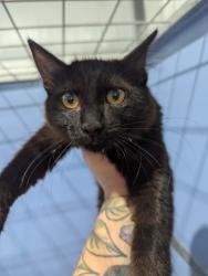 Shelter Stray Female Cat last seen MT.VIEW X VAN LEUNEN, 333 Chandler Pl, San Bernardino, CA 92408, USA