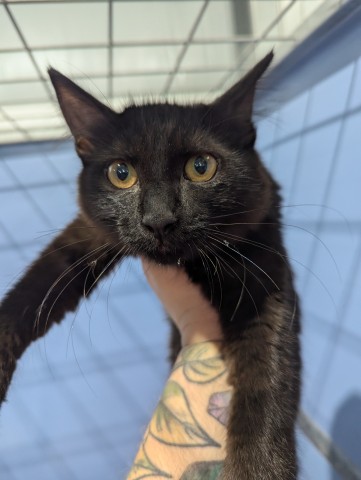 Shelter Stray Female Cat last seen MT.VIEW X VAN LEUNEN, 333 Chandler Pl, San Bernardino, CA 92408, USA