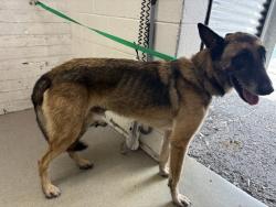 Shelter Stray Male Dog last seen N H ST AND 16TH, 333 Chandler Pl, San Bernardino, CA 92408, USA