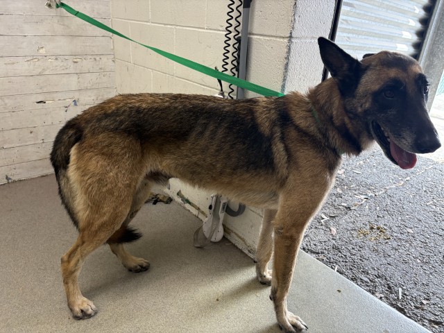 Shelter Stray Male Dog last seen N H ST AND 16TH, 333 Chandler Pl, San Bernardino, CA 92408, USA