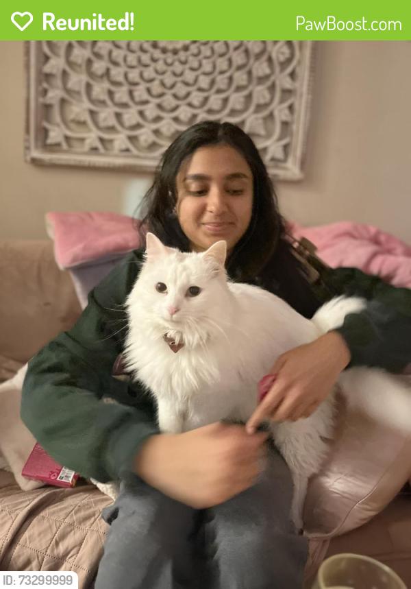 Reunited Male Cat last seen E Lombard and Chapel, Baltimore, MD 21231