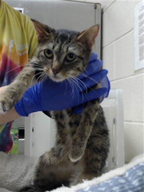 Shelter Stray Female Cat last seen Near CRESCENT COMMONS WAY, FAYETTEVILLE NC 28314, 4704 Corporation Dr, Fayetteville, NC 28306, USA