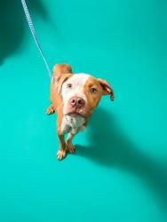 Shelter Stray Male Dog last seen PAYNE ST AND 11ST W., 2020 Forest St, Jacksonville, FL 32204, USA