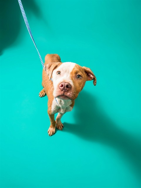 Shelter Stray Male Dog last seen PAYNE ST AND 11ST W., 2020 Forest St, Jacksonville, FL 32204, USA