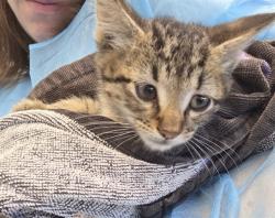 Shelter Stray Male Cat last seen Near BLOCK E 88TH AVE, 12155 Park Blvd, Brighton, CO 80601, USA