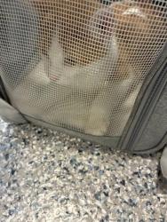 Shelter Stray Female Cat last seen Near BLOCK QUEBEC ST, 12155 Park Blvd, Brighton, CO 80601, USA