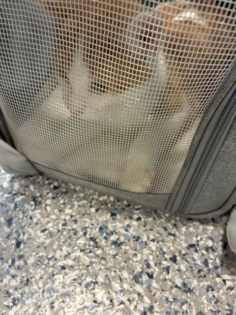 Shelter Stray Female Cat last seen Near BLOCK QUEBEC ST, 12155 Park Blvd, Brighton, CO 80601, USA